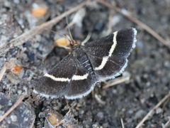 Pyrausta rectefascialis
