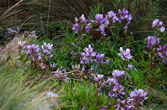 Gentianella foliosa