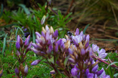 Gentianella foliosa