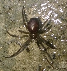 Araneae