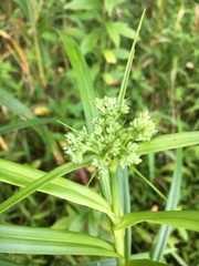 Dulichium arundinaceum