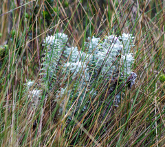 Lasiocephalus ovatus