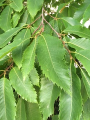Castanea sativa