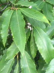 Castanea sativa