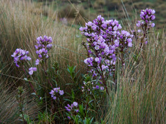 Gentianella foliosa