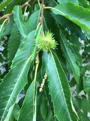 Castanea sativa