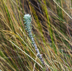 Lasiocephalus ovatus