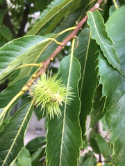 Castanea sativa