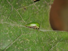 Stictopelta marmorata