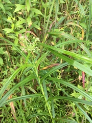 Dulichium arundinaceum