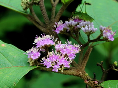 Callicarpa tomentosa