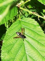 Temnostoma bombylans