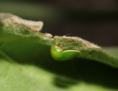 Stictopelta marmorata