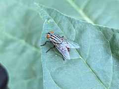 Sarcophagidae