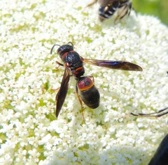 Parancistrocerus histrio