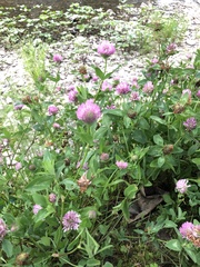 Trifolium pratense