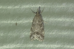 Eudonia rectilinea