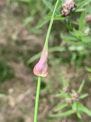 Allium