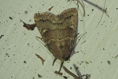 Pseudorthodes irrorata