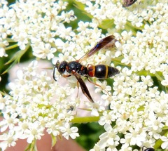 Parancistrocerus histrio
