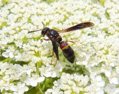 Parancistrocerus histrio