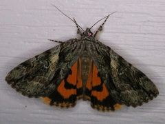 Catocala blandula