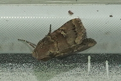 Pseudorthodes irrorata