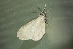 Stamnoctenis pearsalli