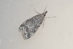Eudonia rectilinea