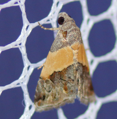 Tripudia balteata