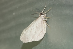 Stamnoctenis pearsalli