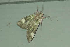 Anaplectoides prasina