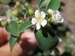 Cotoneaster tauricus