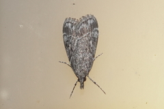 Eudonia torniplagalis