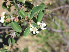 Cotoneaster tauricus