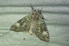 Anaplectoides prasina