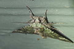 Anaplectoides prasina