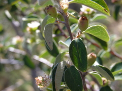 Cotoneaster tauricus