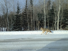 Canis latrans thamnos