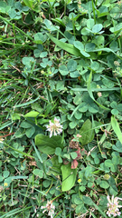 Trifolium repens