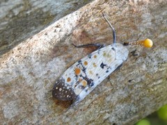 Pyrops watanabei