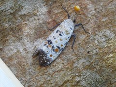 Pyrops watanabei