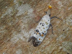 Pyrops watanabei