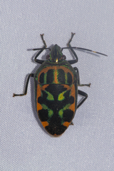 Tetrarthria variegata