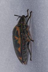 Tetrarthria variegata