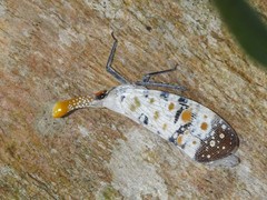 Pyrops watanabei