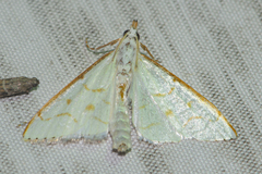 Ramila