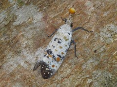 Pyrops watanabei