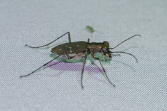 Eugrapha