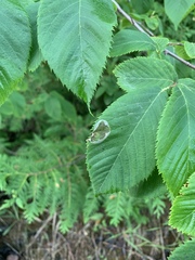 Phyllonorycter tritaenianella